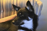 Danny - Photo 2