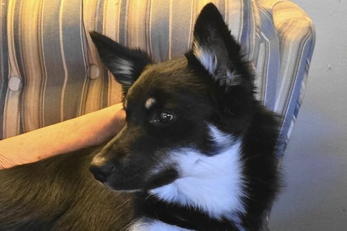 DANNY - Shepherd available for adoption