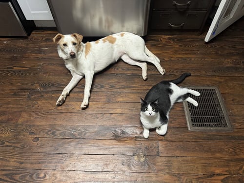 PICKLES - Labrador Retriever / Cattle Dog available for adoption