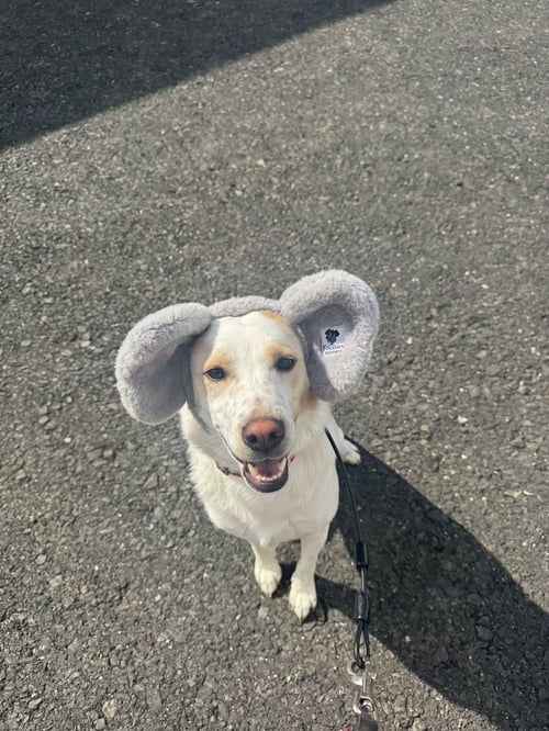 PICKLES - Labrador Retriever / Cattle Dog available for adoption