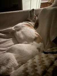Pickles - Photo 4