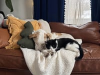 Pickles - Photo 6