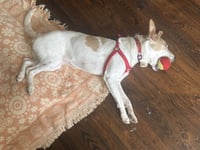 Pickles - Photo 8