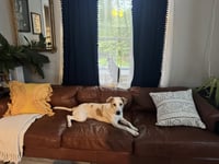 Pickles - Photo 10