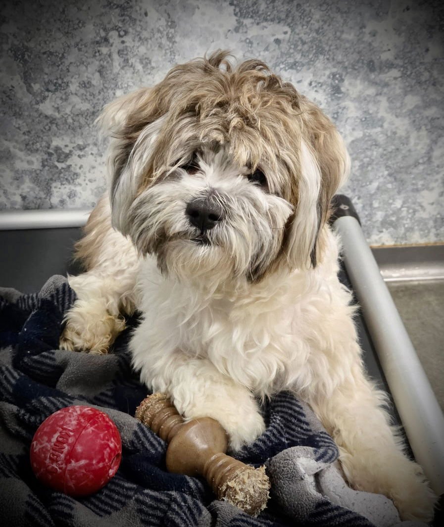 FRITZ - Shih Tzu available for adoption