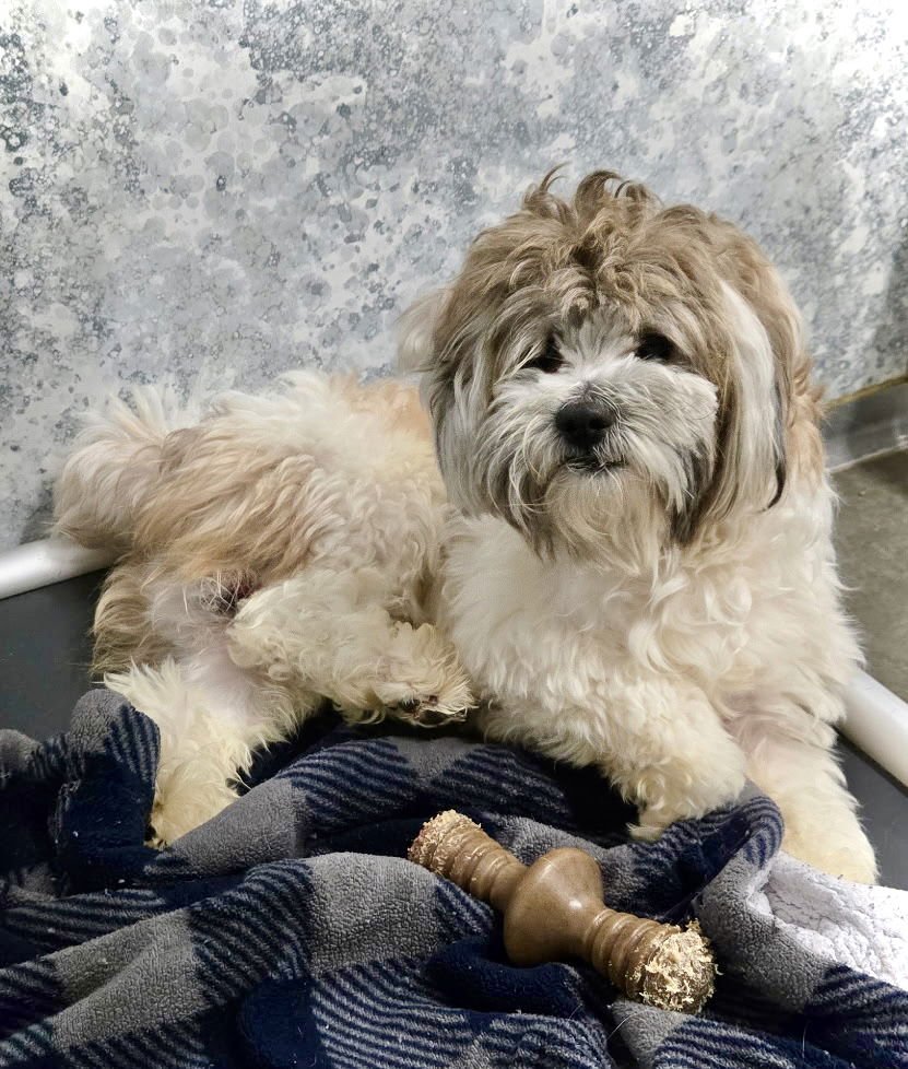 FRITZ - Shih Tzu available for adoption