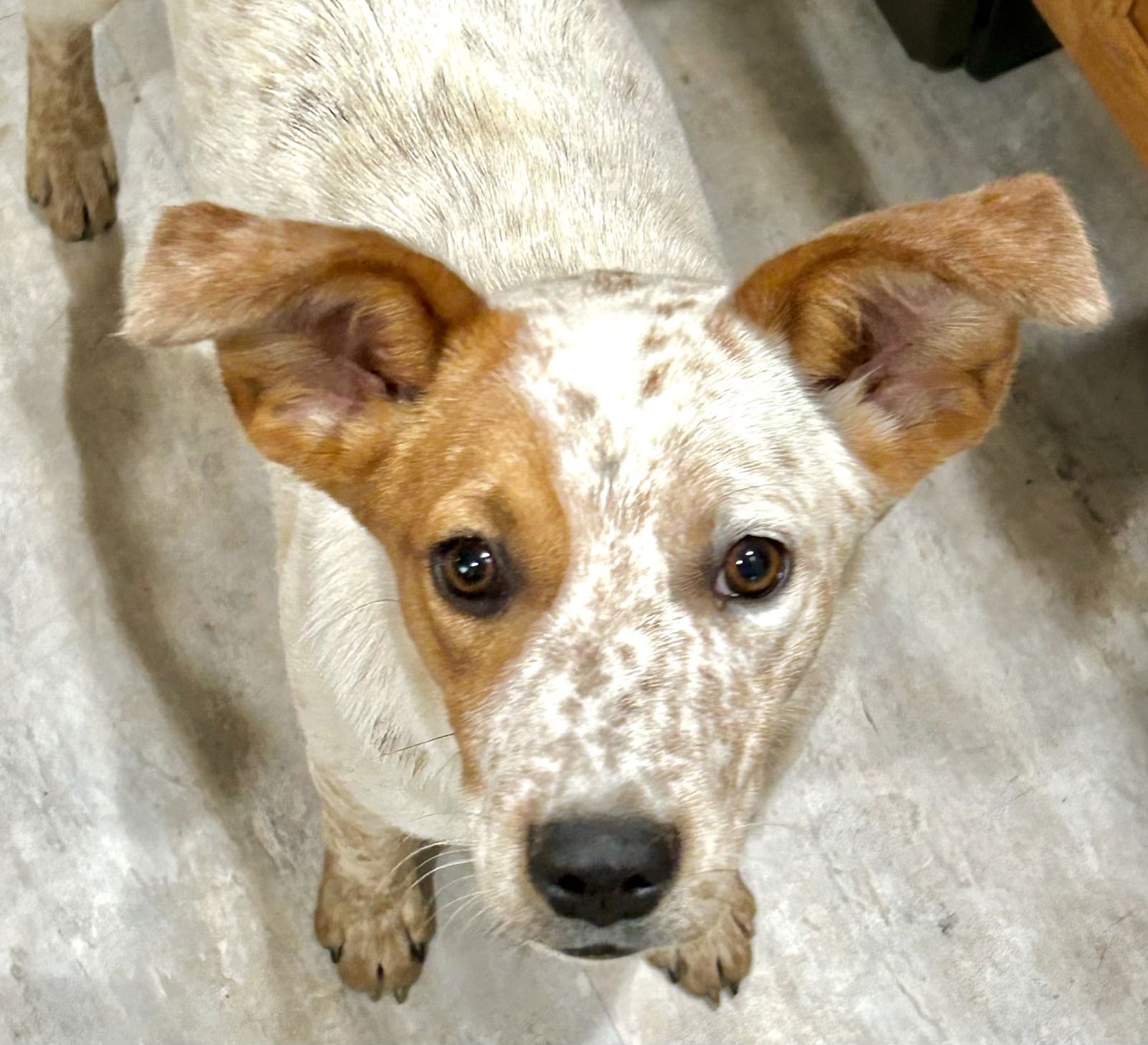 LILA - Australian Cattle Dog/Blue Heeler available for adoption