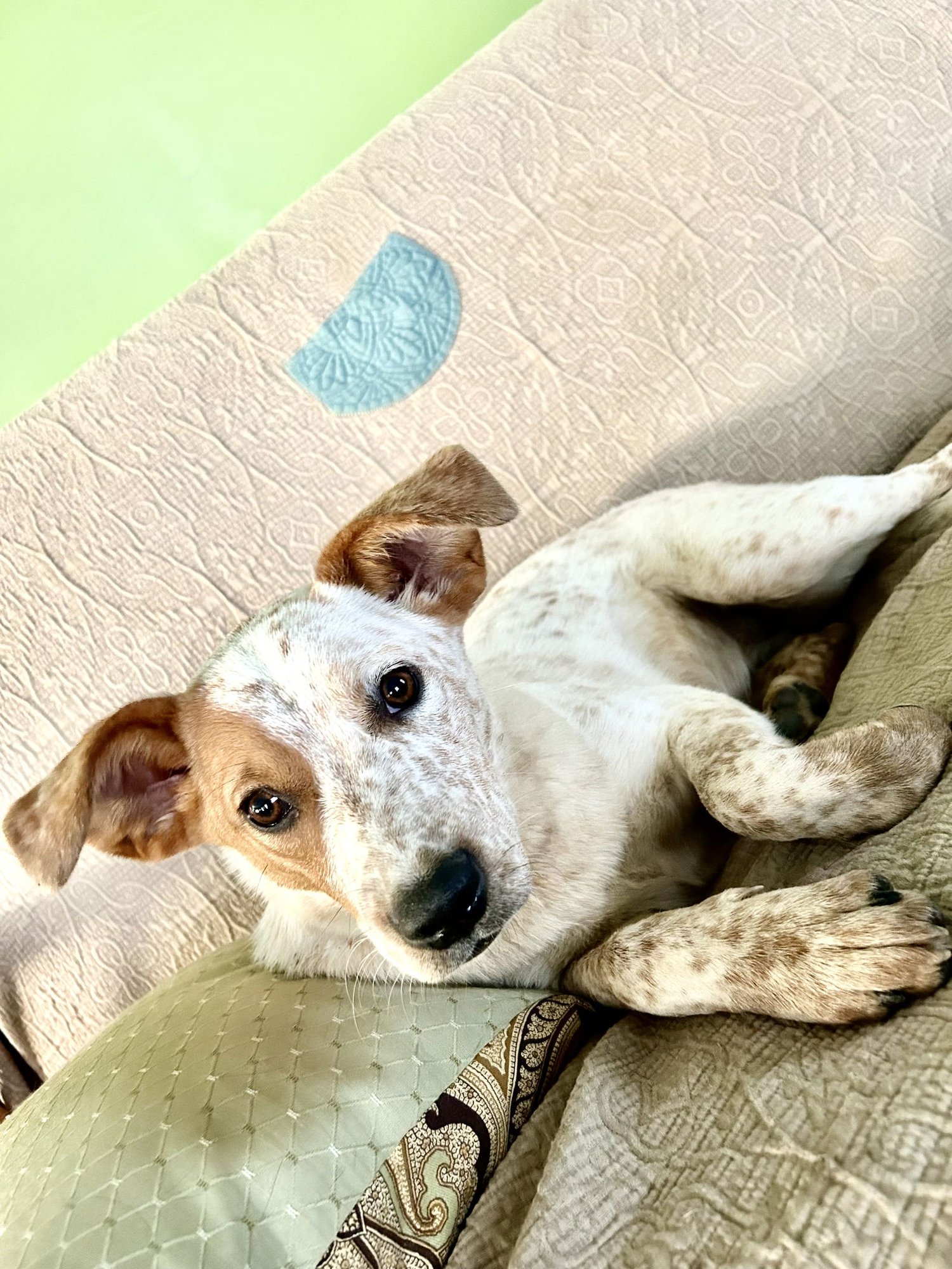 LILA - Australian Cattle Dog/Blue Heeler available for adoption