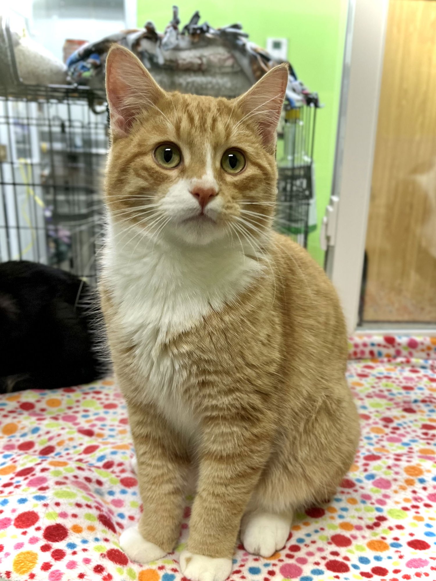 CHUCKY - Domestic Short Hair available for adoption