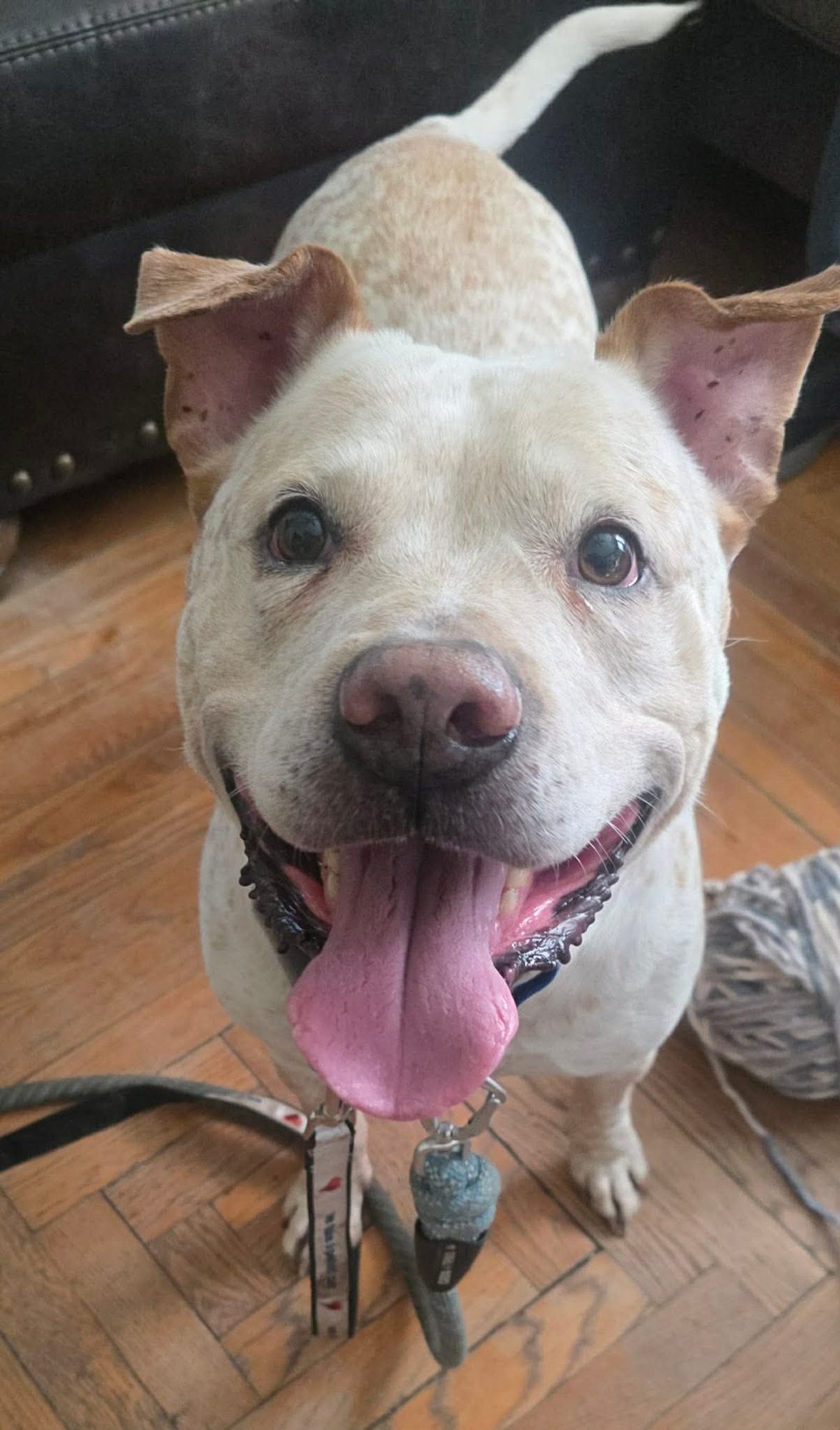 SARGENT - Pit Bull Terrier available for adoption