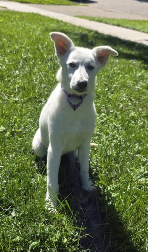 MISTY - Shepherd for adoption in Elgin