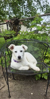 Misty - Photo 4