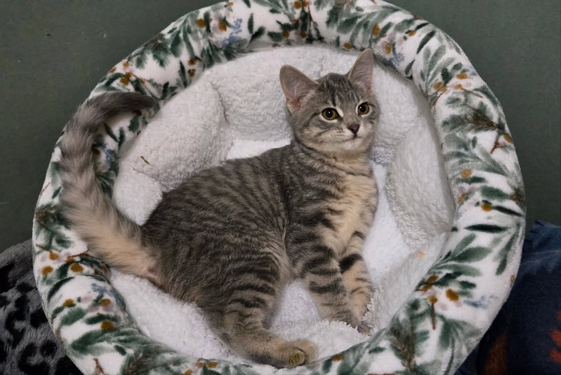 ROSIE (BONDED w/ FORD) Image