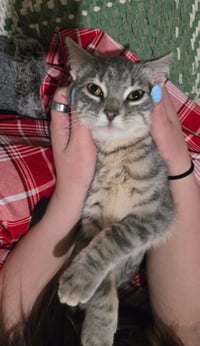 ROSIE (BONDED w/ FORD) - Photo 2