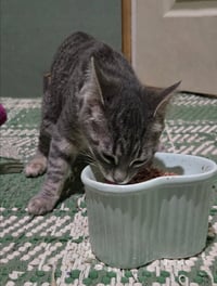 ROSIE (BONDED w/ FORD) - Photo 3