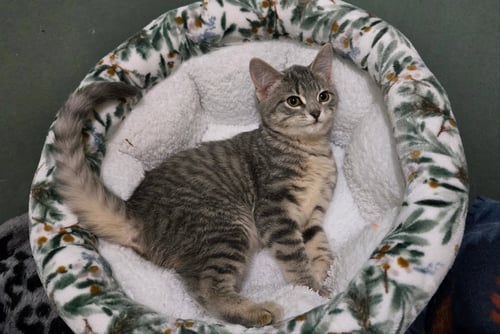ROSIE (BONDED W/ FORD) - Tiger for adoption in Elgin
