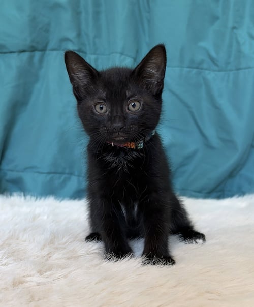 RAVEN - Domestic Short Hair available for adoption