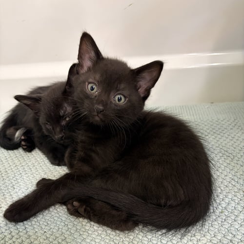 RAVEN - Domestic Short Hair available for adoption