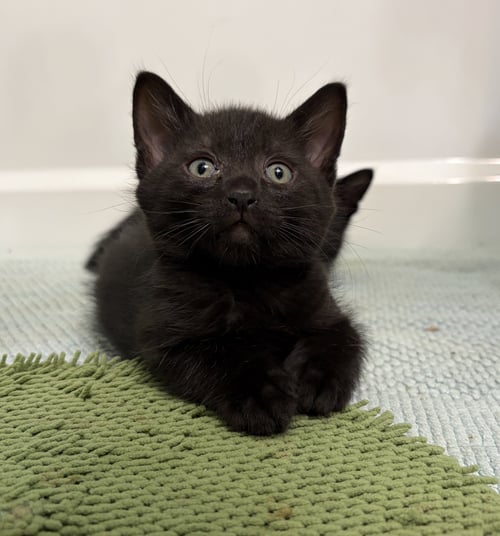 LARK - Domestic Short Hair available for adoption