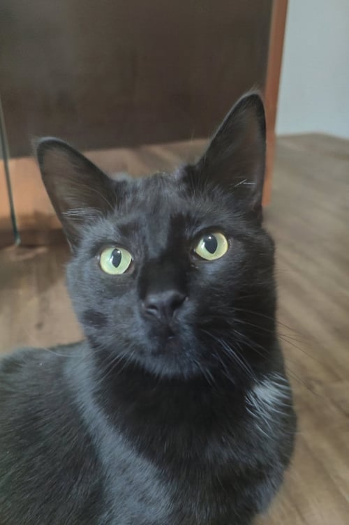 MARSHALL ERIKSEN (BONDED W/ BARNEY) - Domestic Short Hair for adoption in Elgin