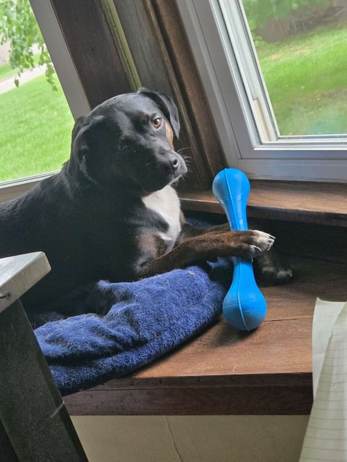ROCCO FKA DRAGONFLY - Hound for adoption in Elgin