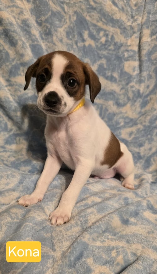 KONA - Rat Terrier for adoption in Elgin
