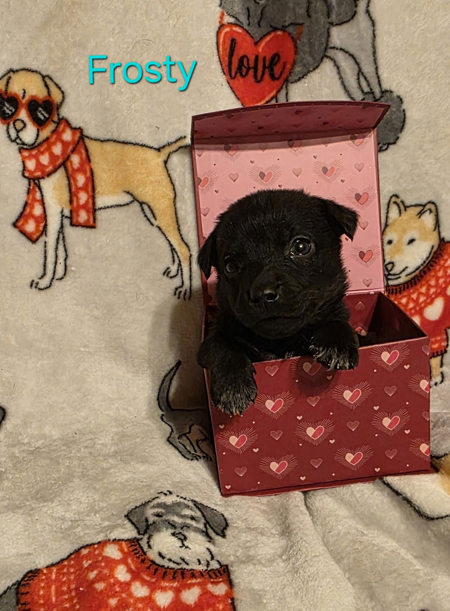 FROSTY - Labrador Retriever / Terrier for adoption in Aurora