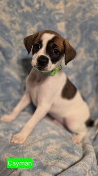 Cayman - Photo 1