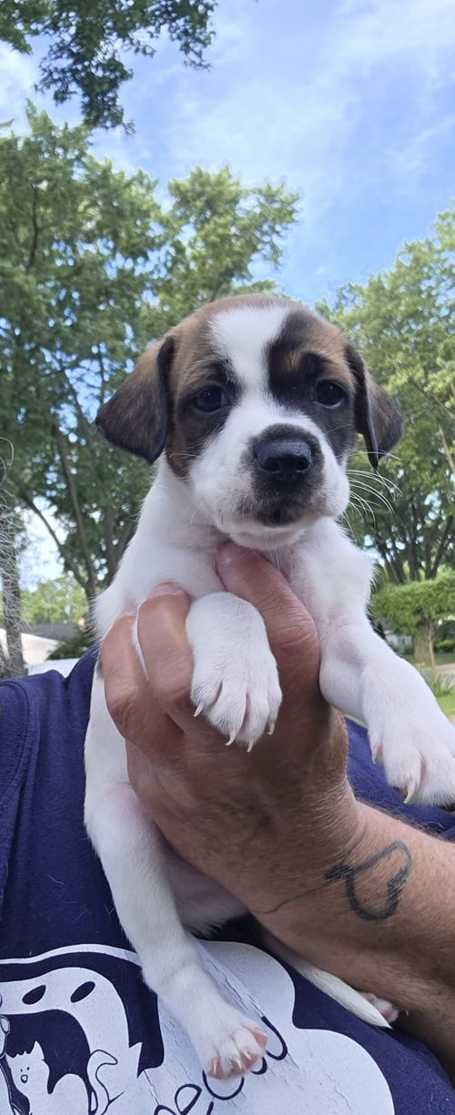 CAYMAN - Rat Terrier available for adoption