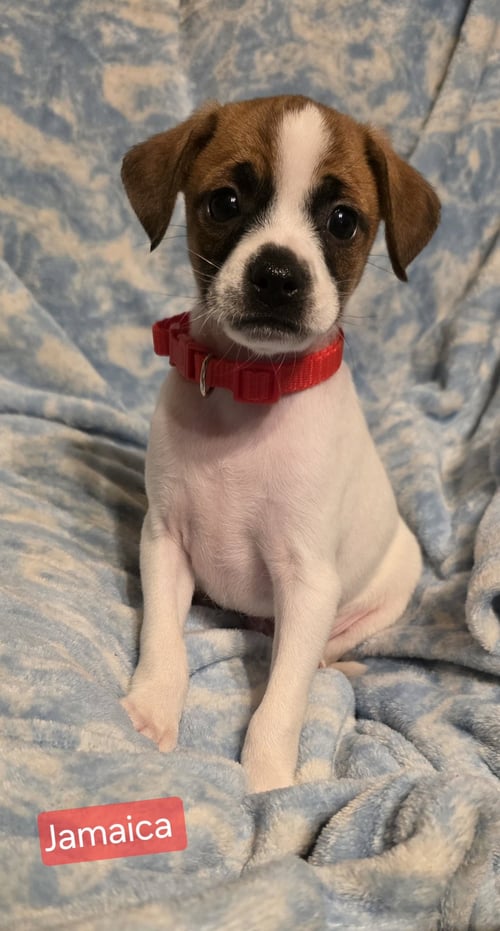 JAMAICA - Rat Terrier for adoption in Elgin