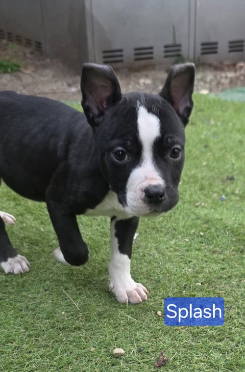 SPLASH - American Pit Bull Terrier available for adoption