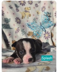 Splash - Photo 6