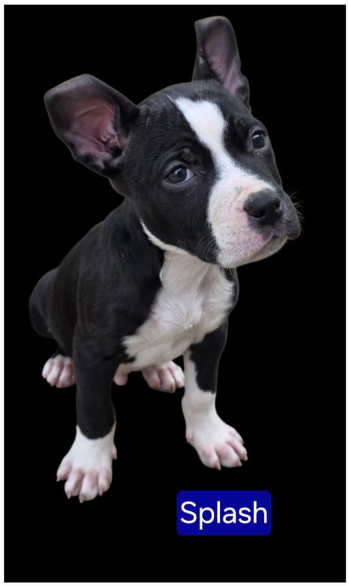 SPLASH - American Pit Bull Terrier for adoption in Elgin