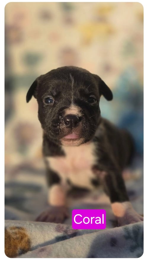 CORAL - American Pit Bull Terrier for adoption in Elgin