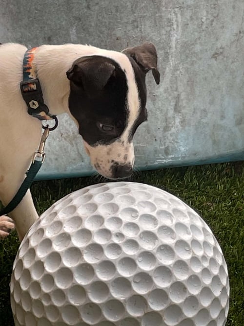 ALEXA - Fox Terrier available for adoption