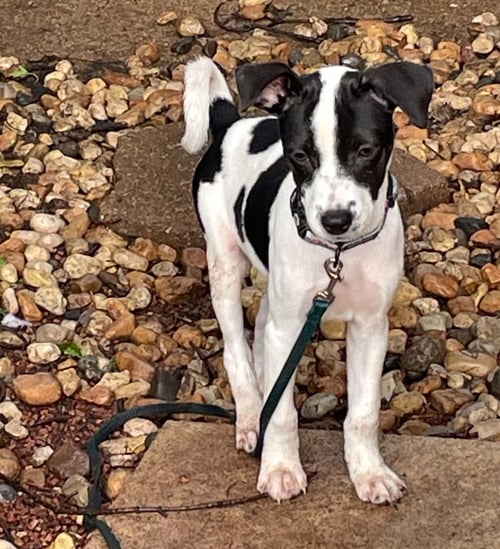 ALEXA - Fox Terrier for adoption in Elgin