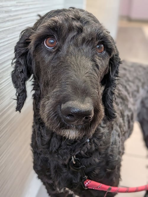 JESSIE - Poodle (Standard) for adoption in Elgin