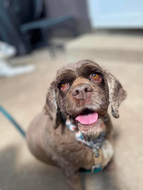 HERSHEY - Cocker Spaniel for adoption in Elgin