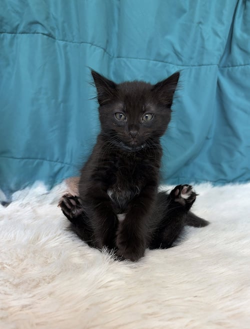 GRIFFIN - Domestic Short Hair available for adoption