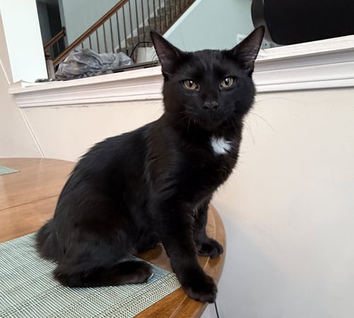 GRIFFIN - Domestic Short Hair available for adoption