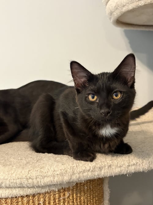 GRIFFIN - Domestic Short Hair for adoption in Elgin