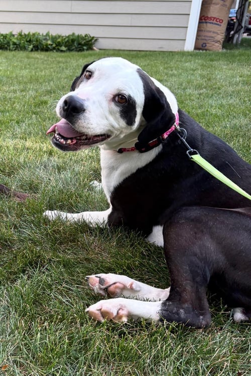 BUTTONS - Great Dane / Labrador Retriever available for adoption