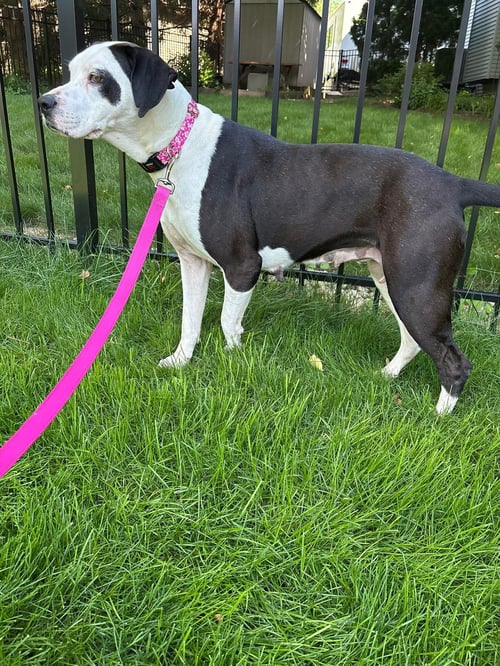 BUTTONS - Great Dane / Labrador Retriever for adoption in Elgin