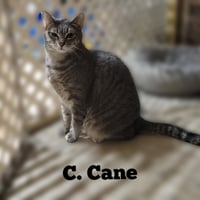 C. CANE - Photo 3