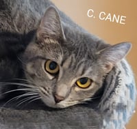 C. CANE - Photo 4