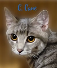 C. CANE - Photo 7