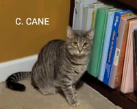 C. CANE - Photo 5