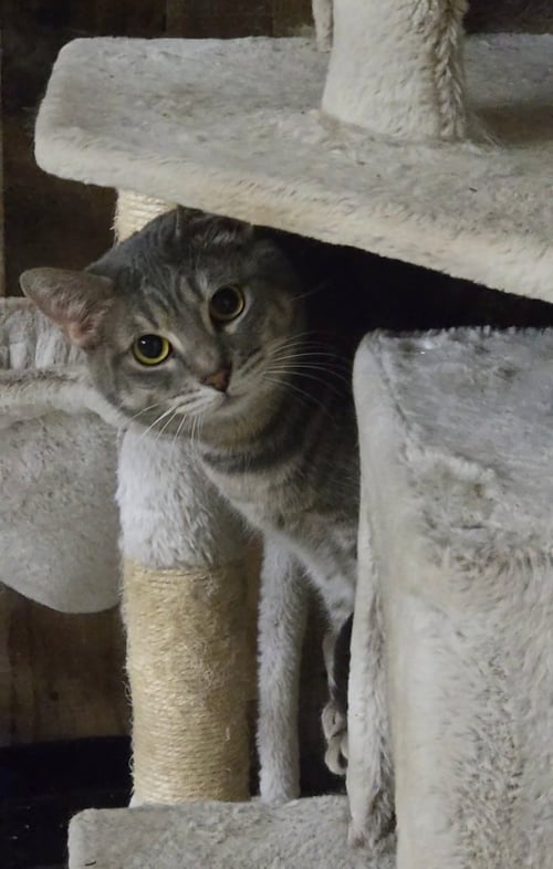 C. CANE - Tabby / Domestic Short Hair available for adoption