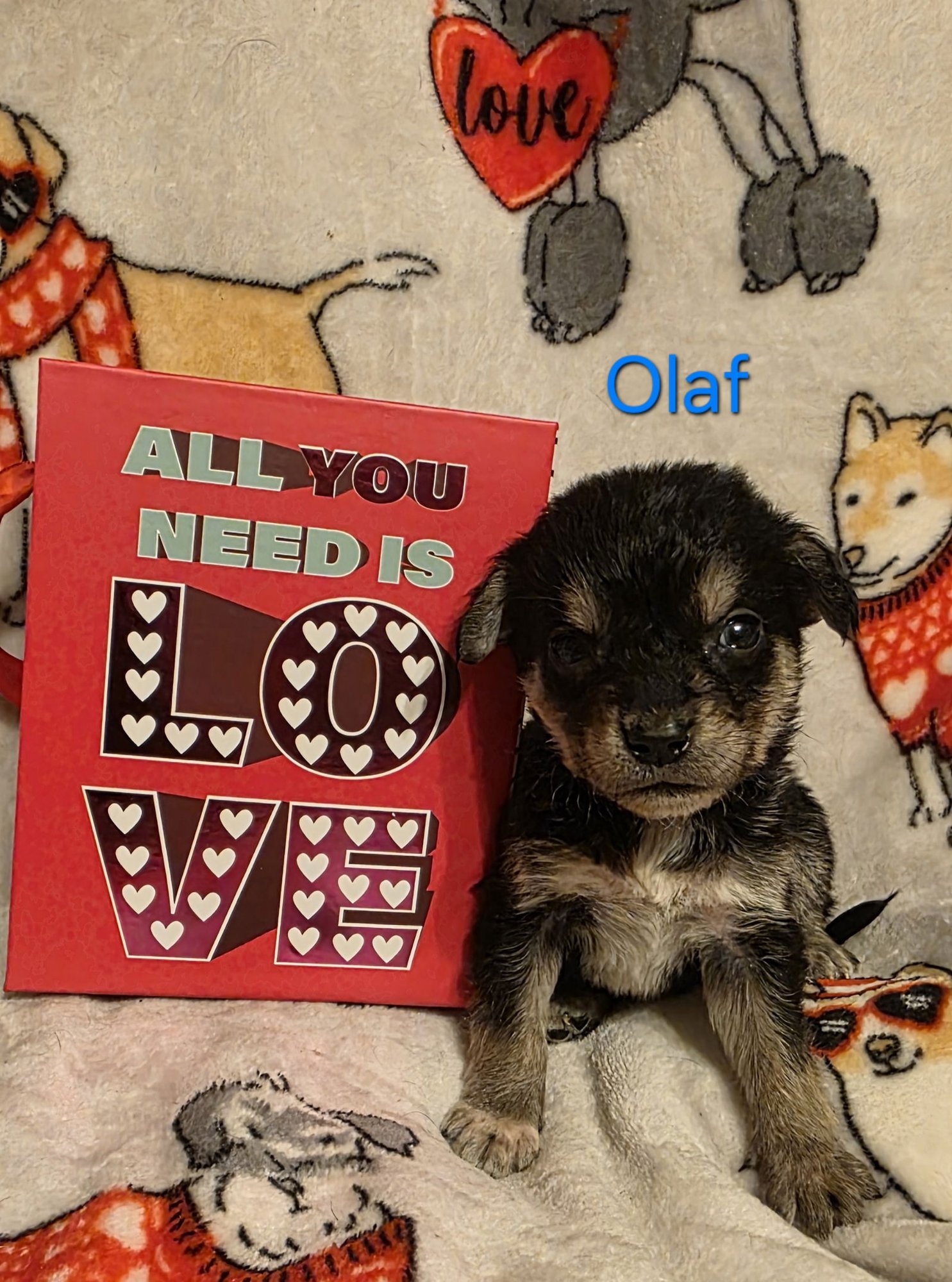 OLAF - Labrador Retriever / Terrier for adoption in Aurora