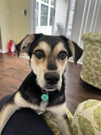 Frankie/Olaf - Photo 3